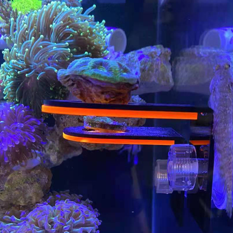 Marine Coral - Aquarium Acrylic Fluorescent Coral Growing Holder