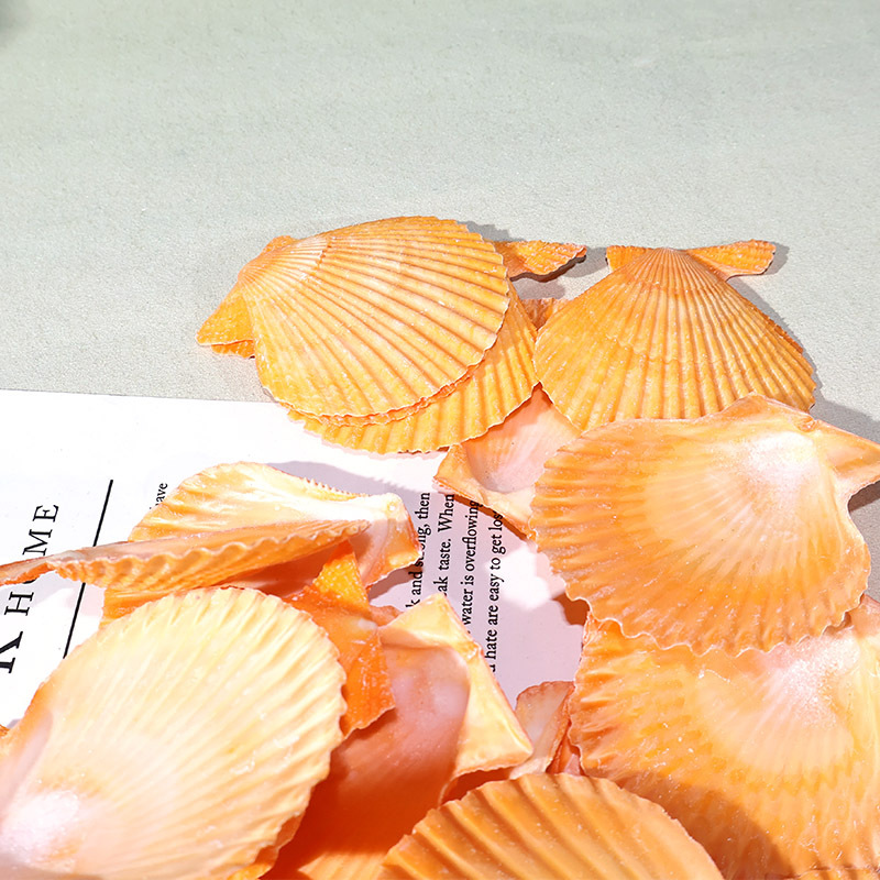 Best Yellow scallop shell fish - огляд і ціна Marine Fish Tank